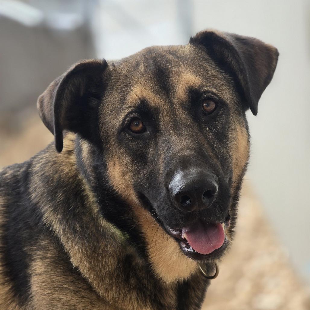 Funta, Adoptable, Adult Male Mixed Breed.