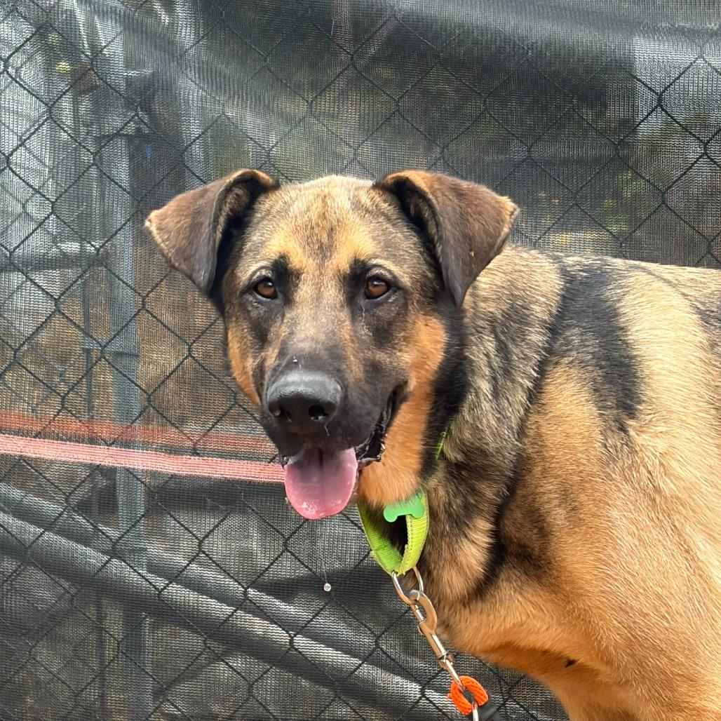 Enlarge Funta, a Adoptable Mixed Breed in Tacoma, WA image 1/2