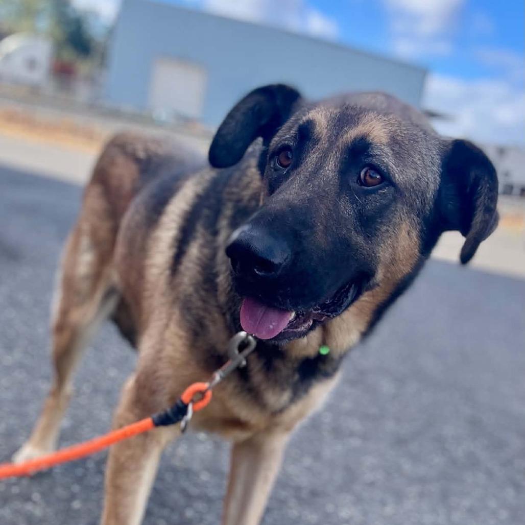 Enlarge Funta, a Adoptable Mixed Breed in Tacoma, WA image 2/2