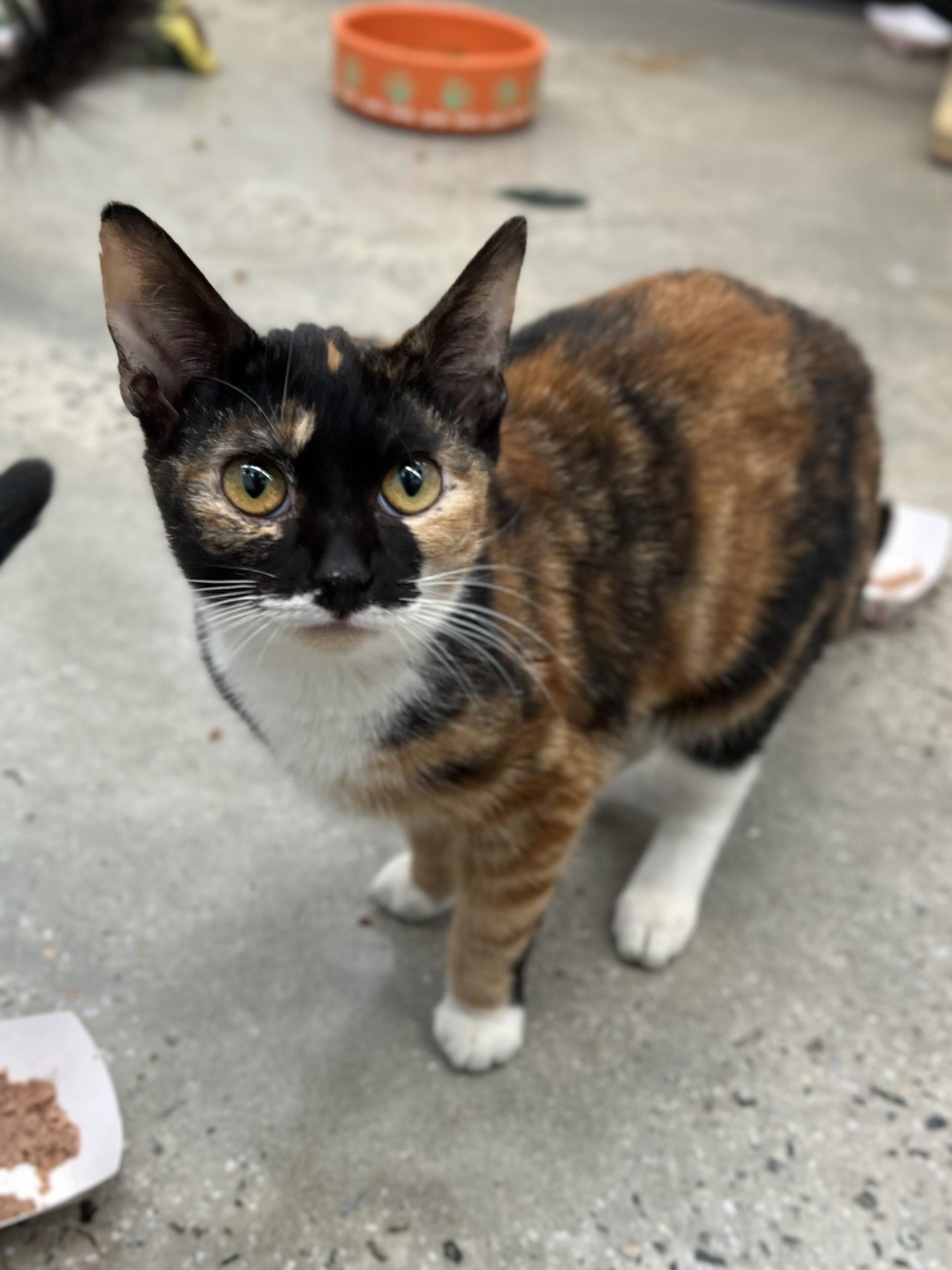 Enlarge Sally, an adopted Calico in New Rochelle, NY image 2/2