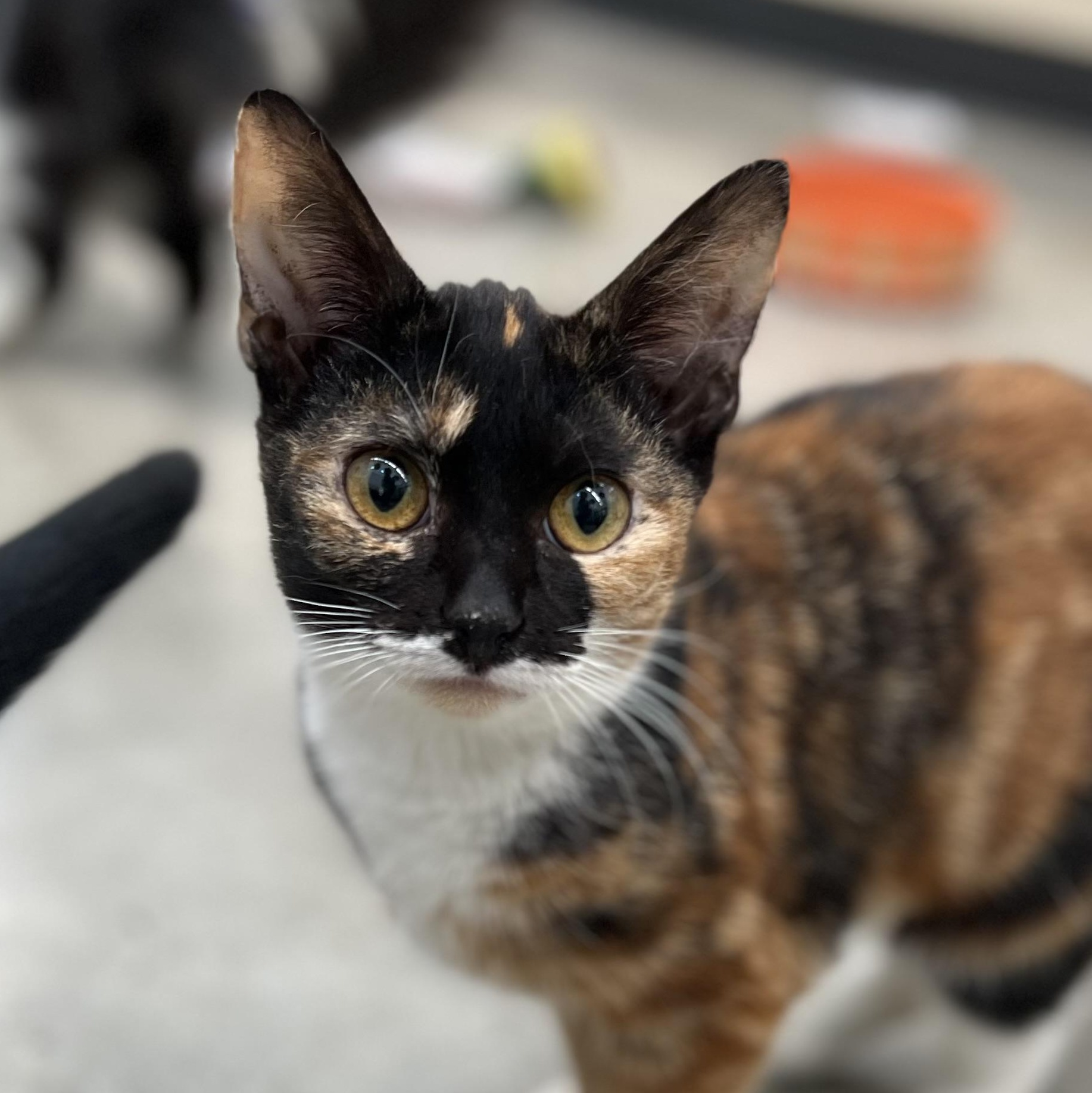 Enlarge Sally, an adopted Calico in New Rochelle, NY image 1/2