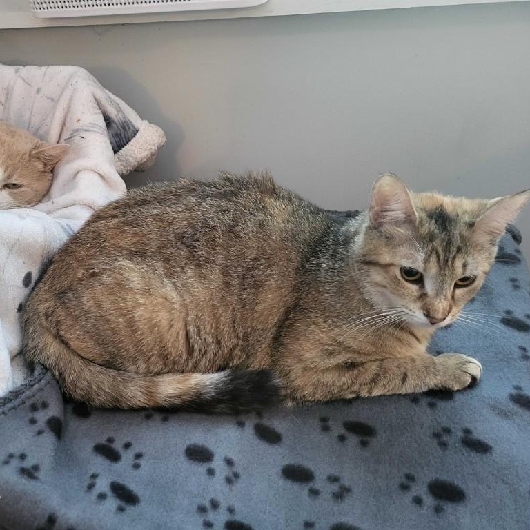 Enlarge Macchiato, a Adoptable Domestic Short Hair in Montreal, QC image 1/2