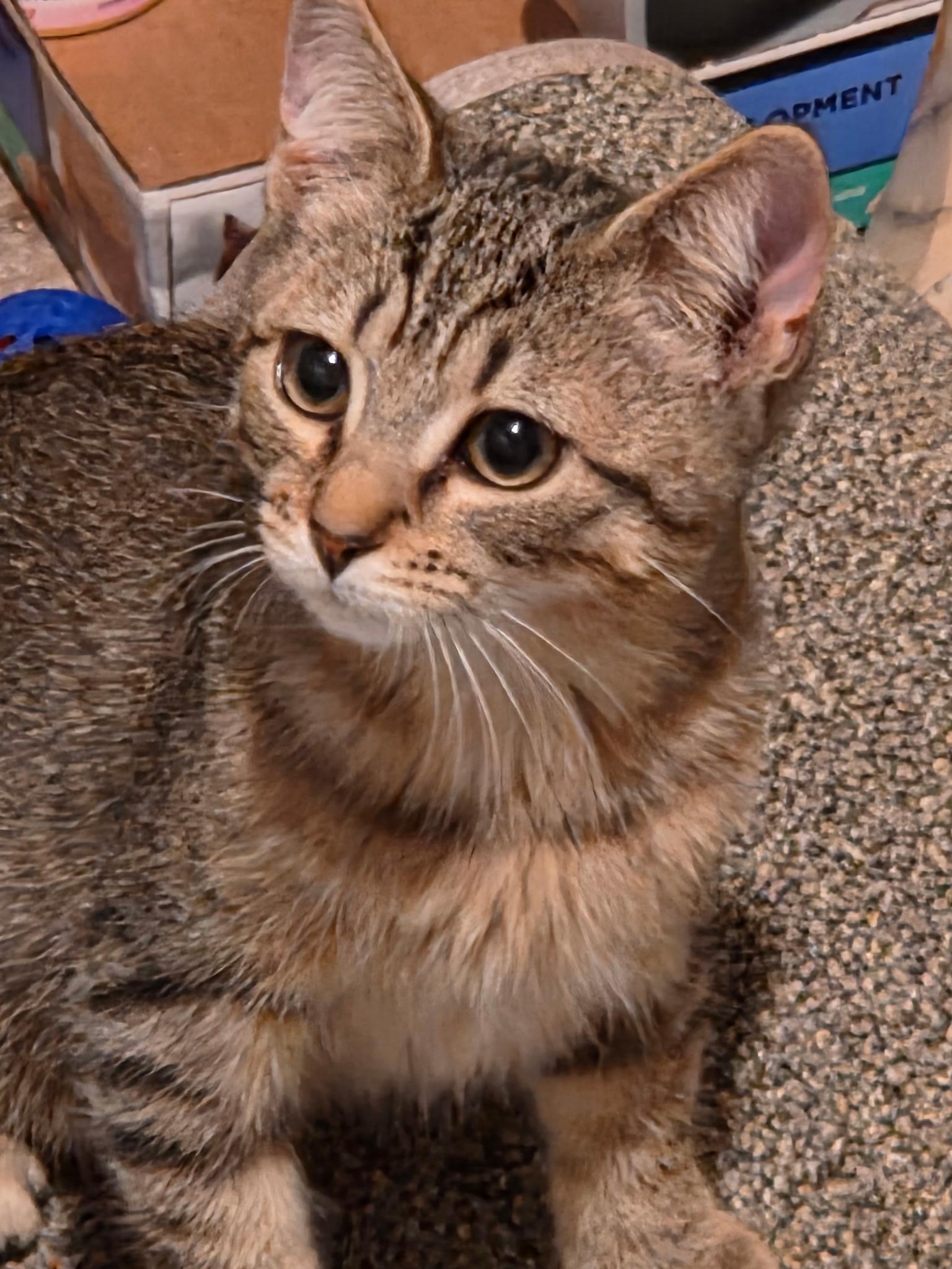 Gretel, Adopted, Kitten Female Domestic Medium Hair.