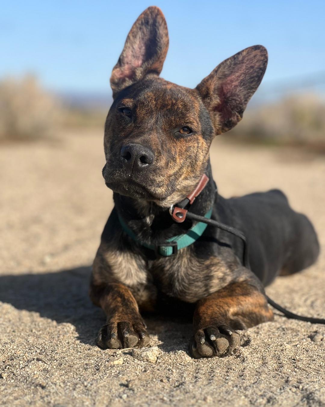 Commander, Adoptable, Young Male Australian Cattle Dog / Blue Heeler & French Bulldog.