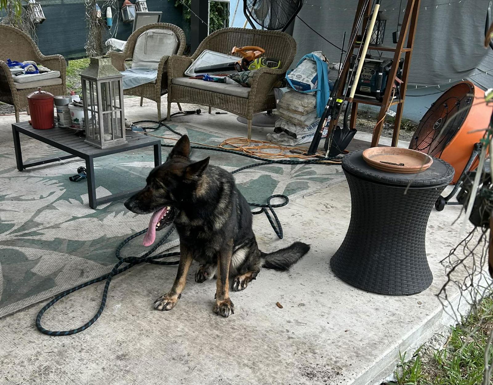 Enlarge Joey 3149, a Adoptable German Shepherd Dog in Pompano Beach, FL image 1/3