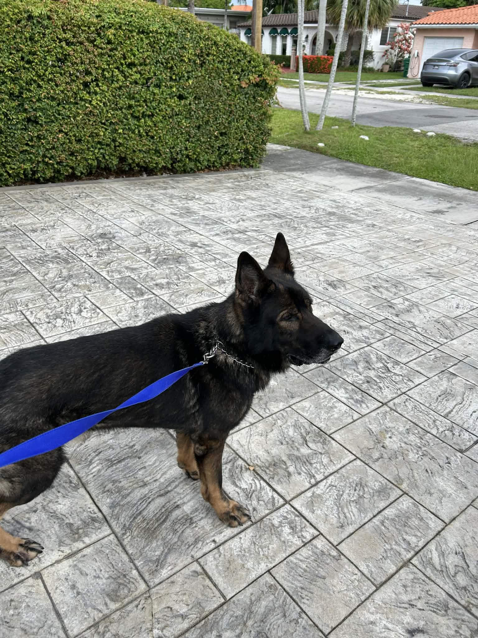 Enlarge Joey 3149, a Adoptable German Shepherd Dog in Pompano Beach, FL image 2/3
