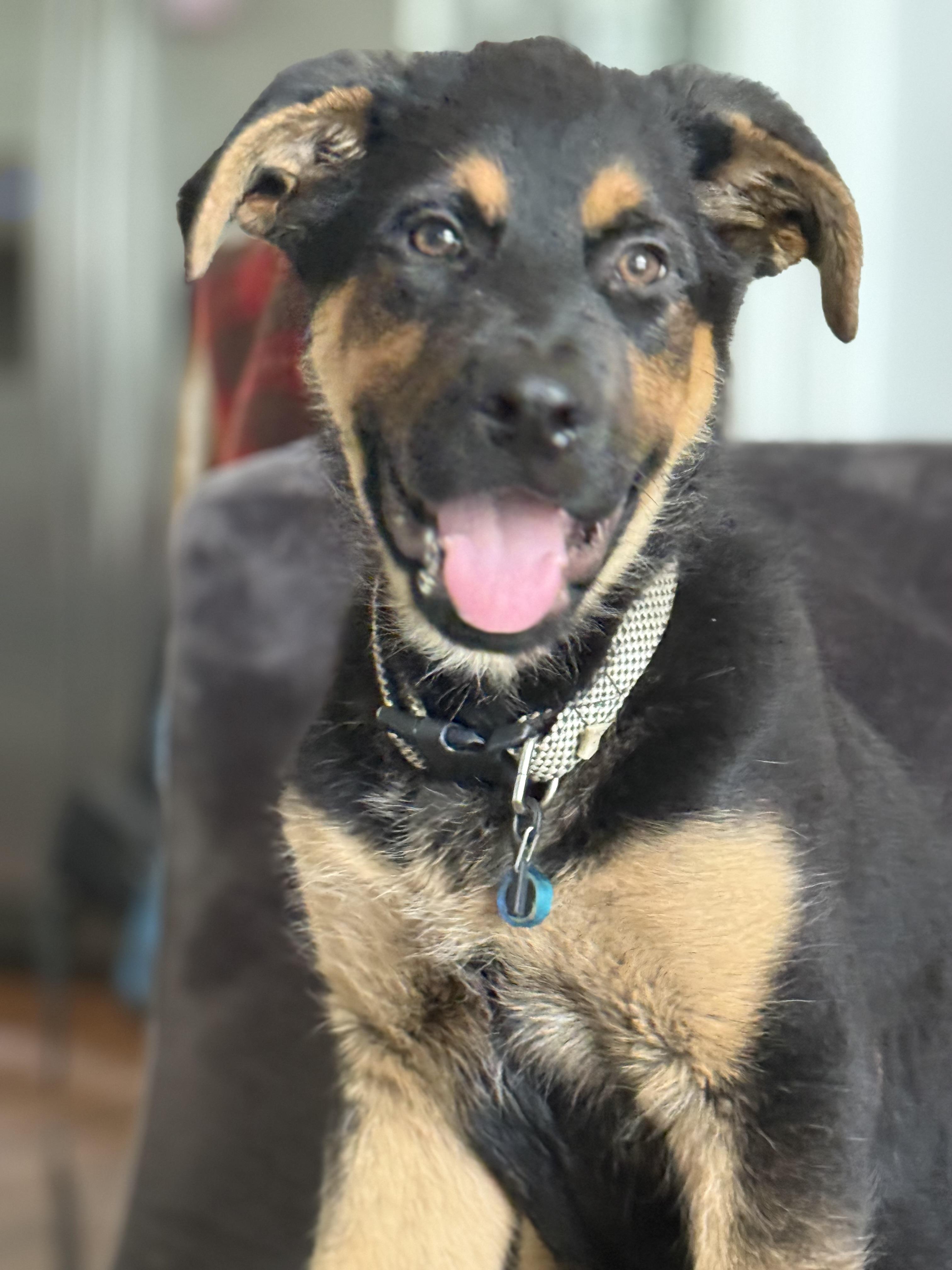 Enlarge Axel, a Adopted mixed breed in Charlotte, NC image 1/4