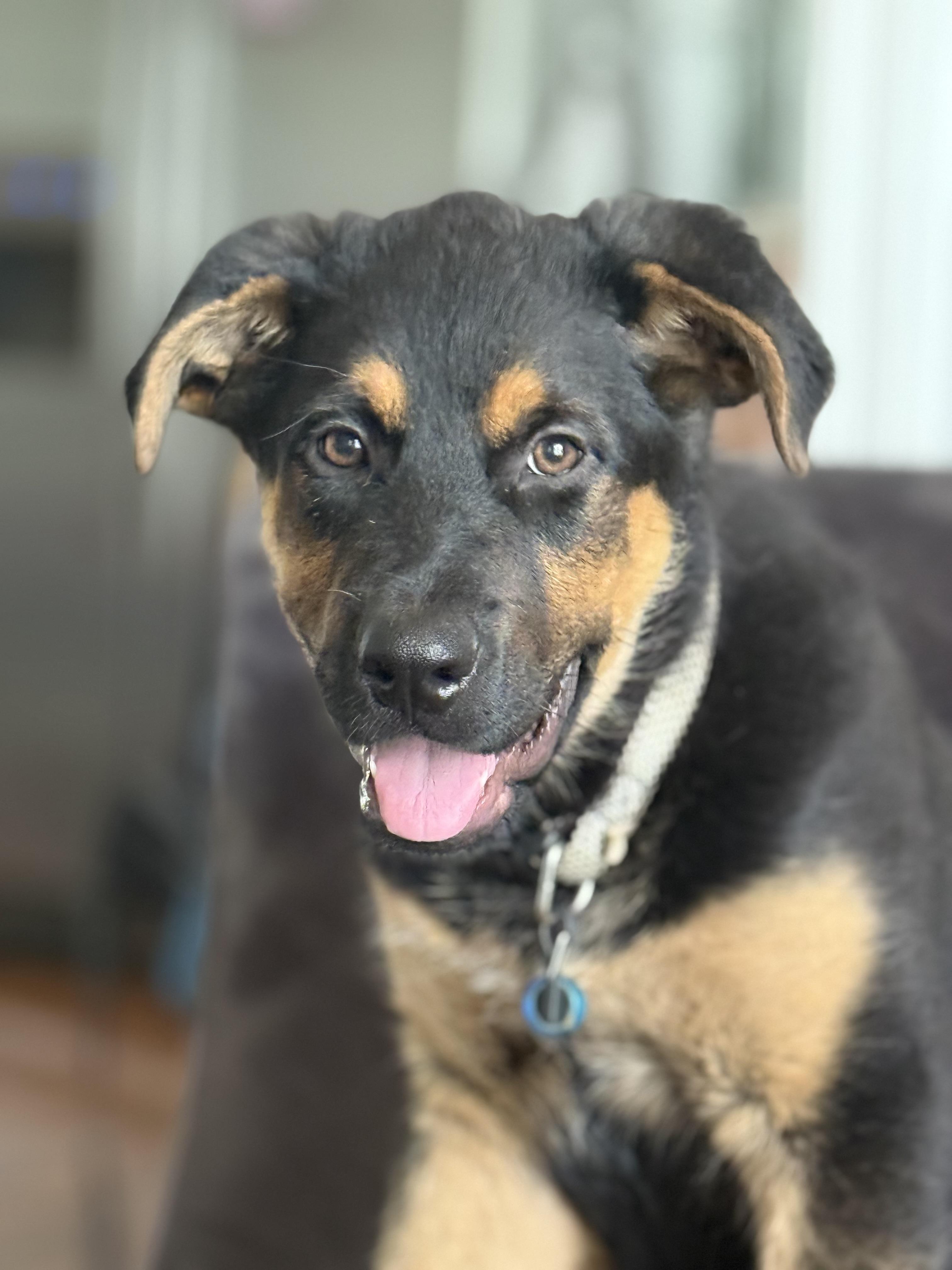 Enlarge Axel, a Adopted mixed breed in Charlotte, NC image 2/4