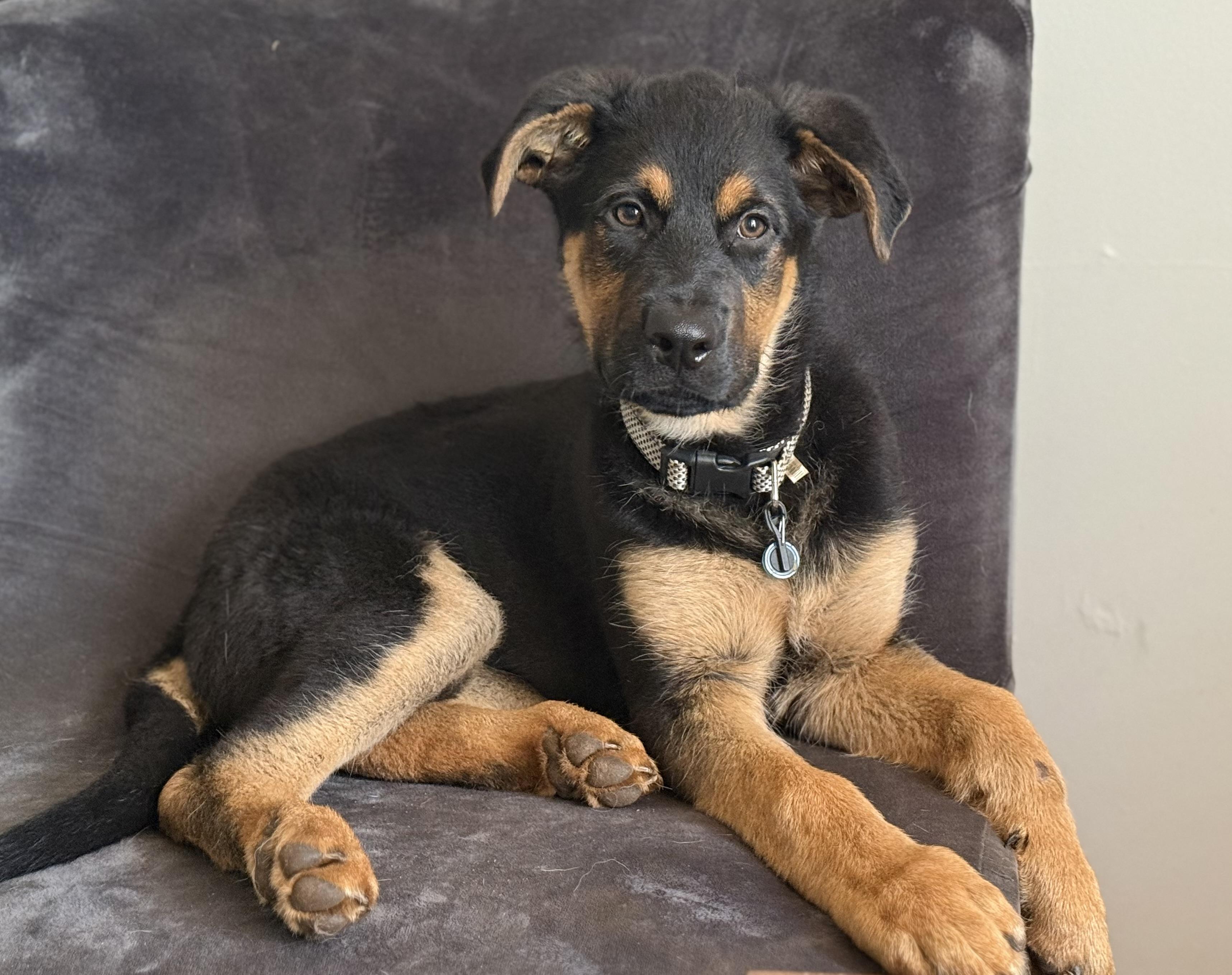 Enlarge Axel, a Adopted mixed breed in Charlotte, NC image 3/4