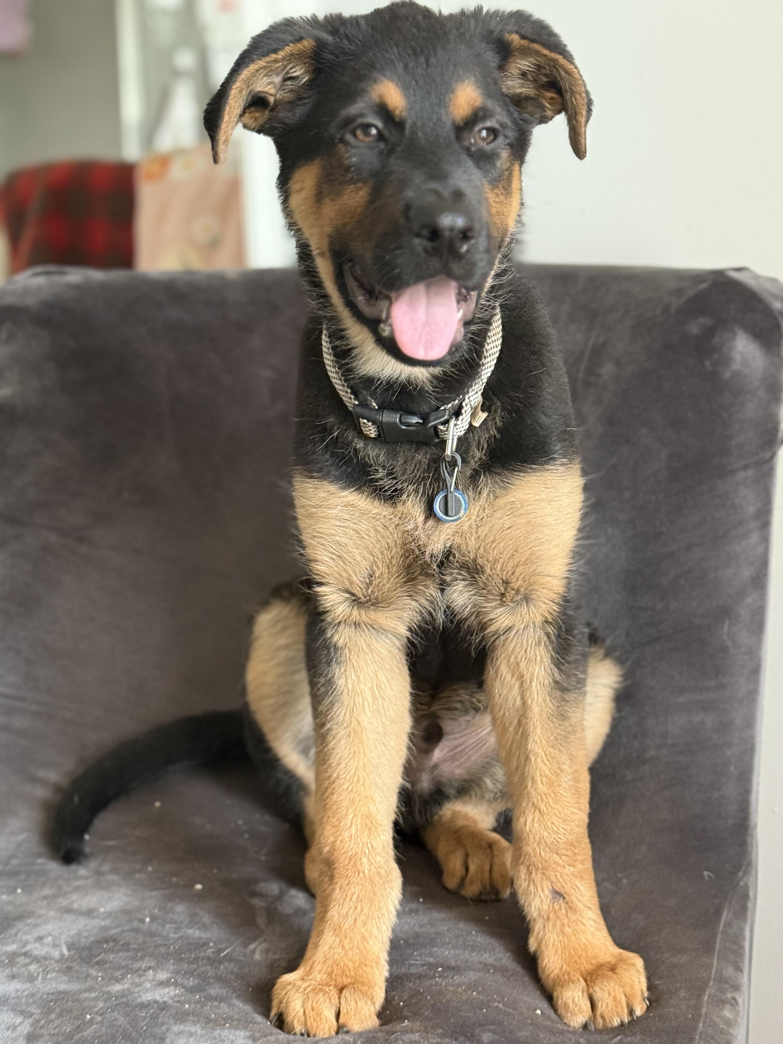 Enlarge Axel, a Adopted mixed breed in Charlotte, NC image 4/4