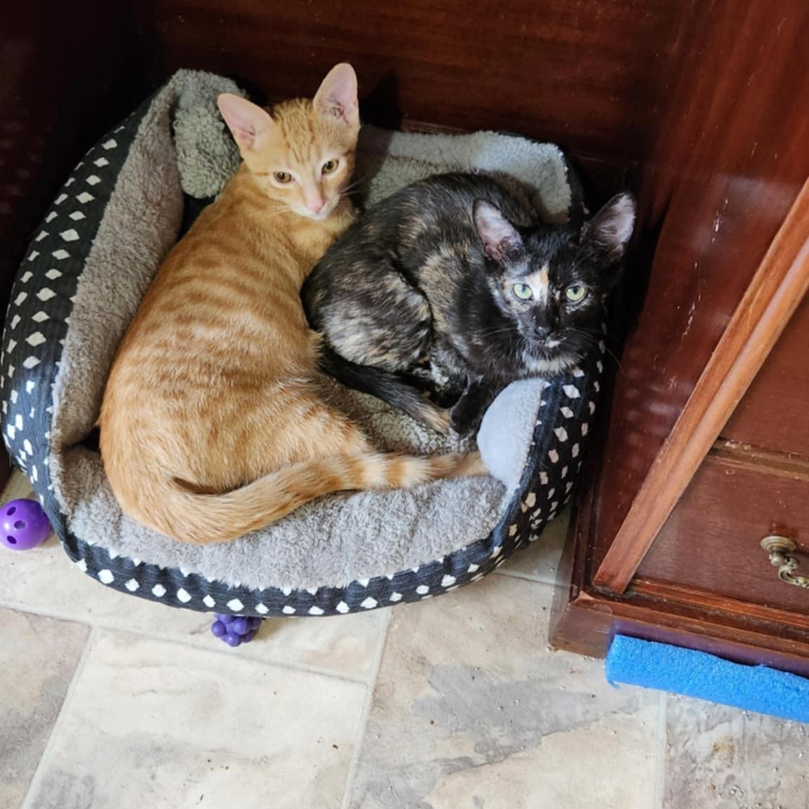 Ophelia (w Orlando), an adoptable Domestic Short Hair in Silverton, OR, 97381 | Photo Image 4