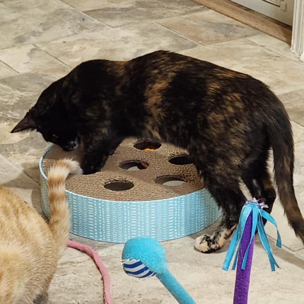 Ophelia (w Orlando), a Adoptable Domestic Short Hair in Silverton, OR image 5/6