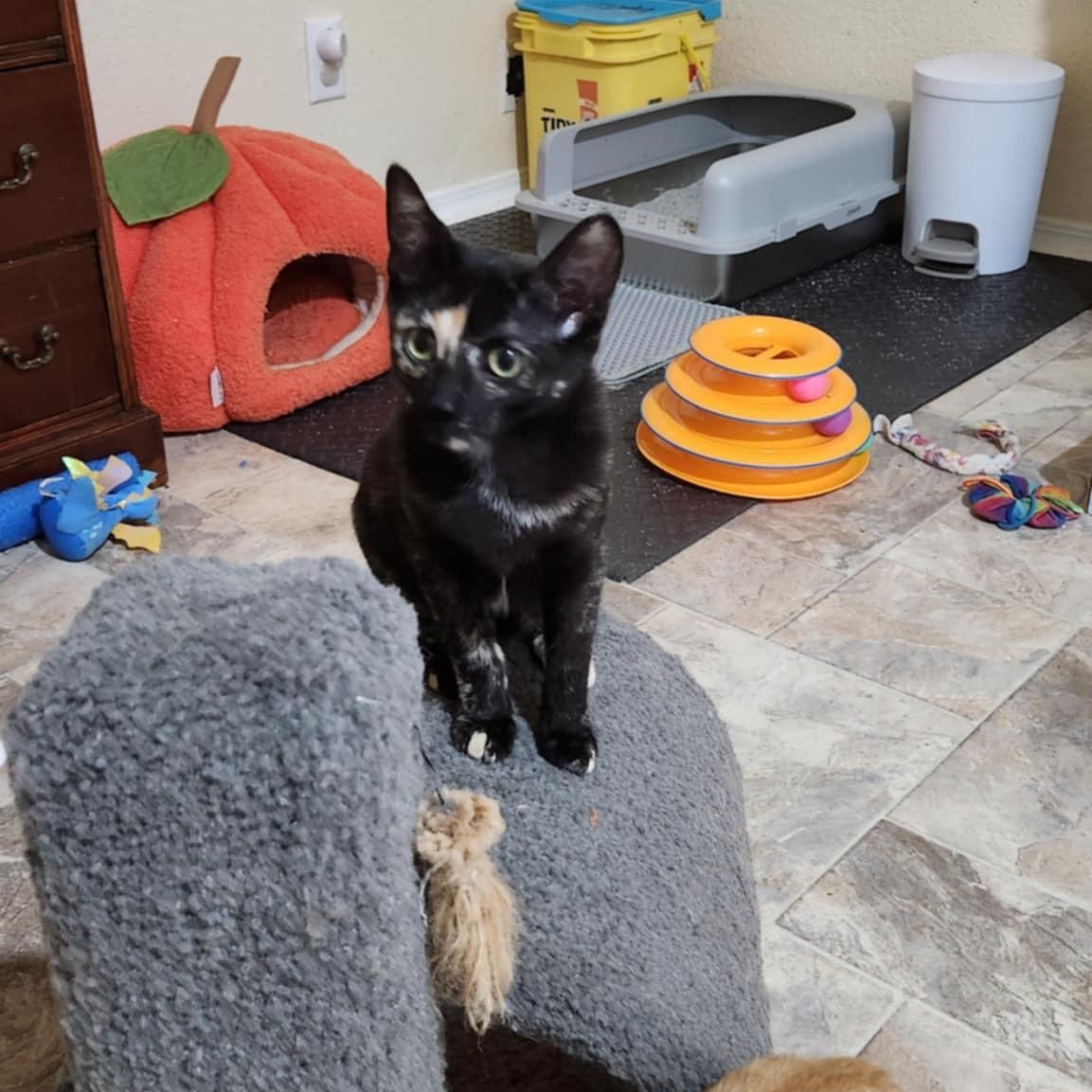 Ophelia (w Orlando), a Adoptable Domestic Short Hair in Silverton, OR image 3/6