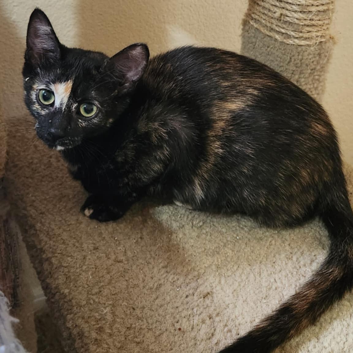 Ophelia (w Orlando), a Adoptable Domestic Short Hair in Silverton, OR image 2/6