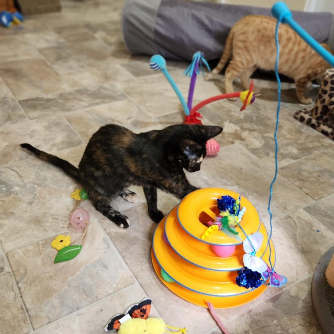 Ophelia (w Orlando), a Adoptable Domestic Short Hair in Silverton, OR image 6/6