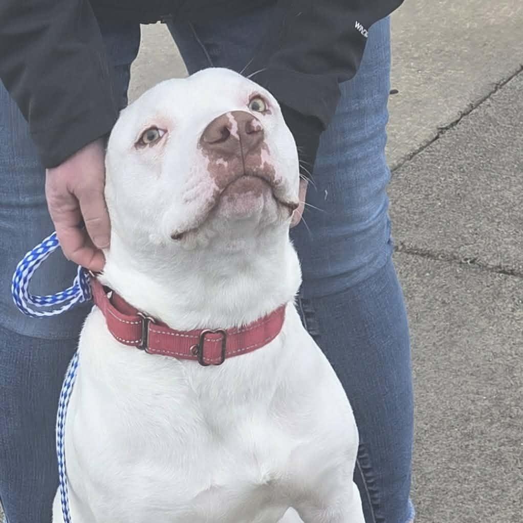 Foil: RIDGE  DOG IN TRAINING @ LOCAL PRISON, ADOPTABLE, Young Male Pit Bull Terrier.