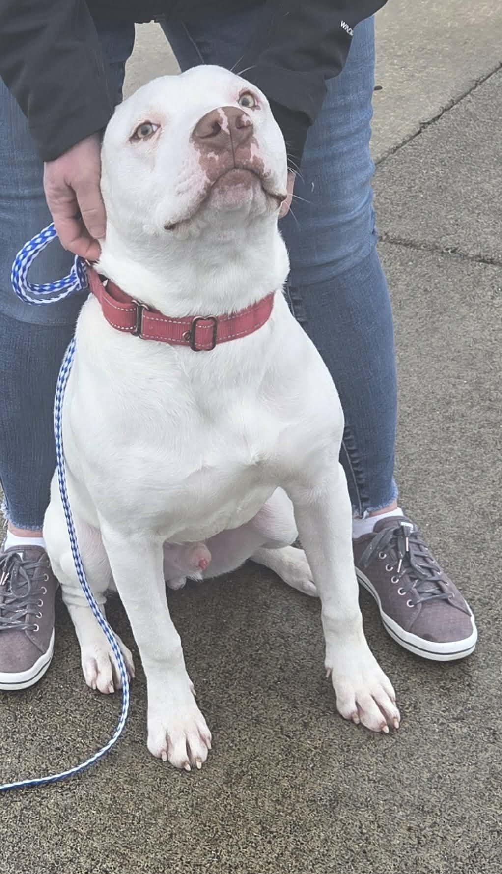 Enlarge Foil: RIDGE  DOG IN TRAINING @ LOCAL PRISON, a ADOPTABLE Pit Bull Terrier in Othello, WA image 4/6