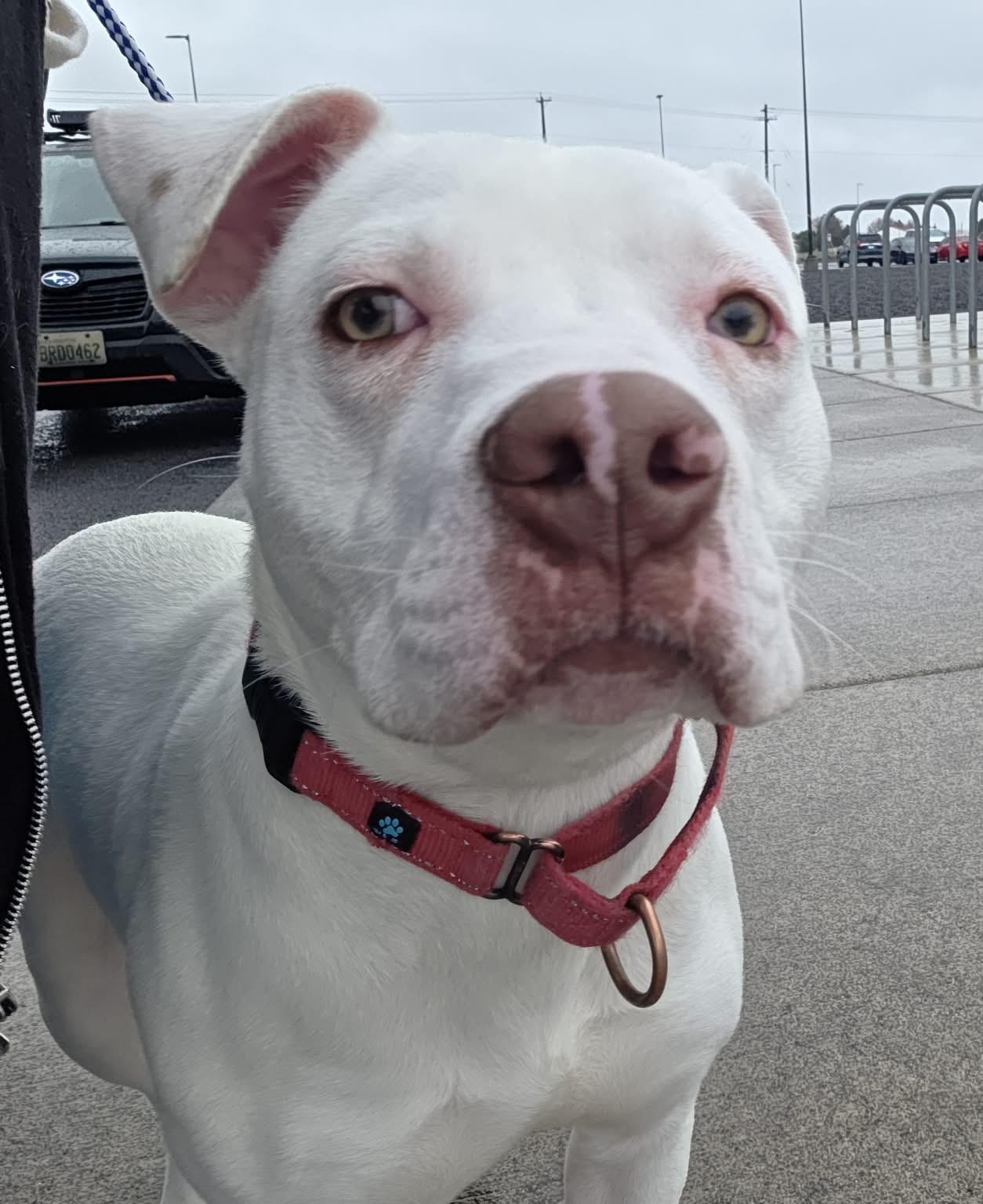 Enlarge Foil: RIDGE  DOG IN TRAINING @ LOCAL PRISON, a ADOPTABLE Pit Bull Terrier in Othello, WA image 2/6