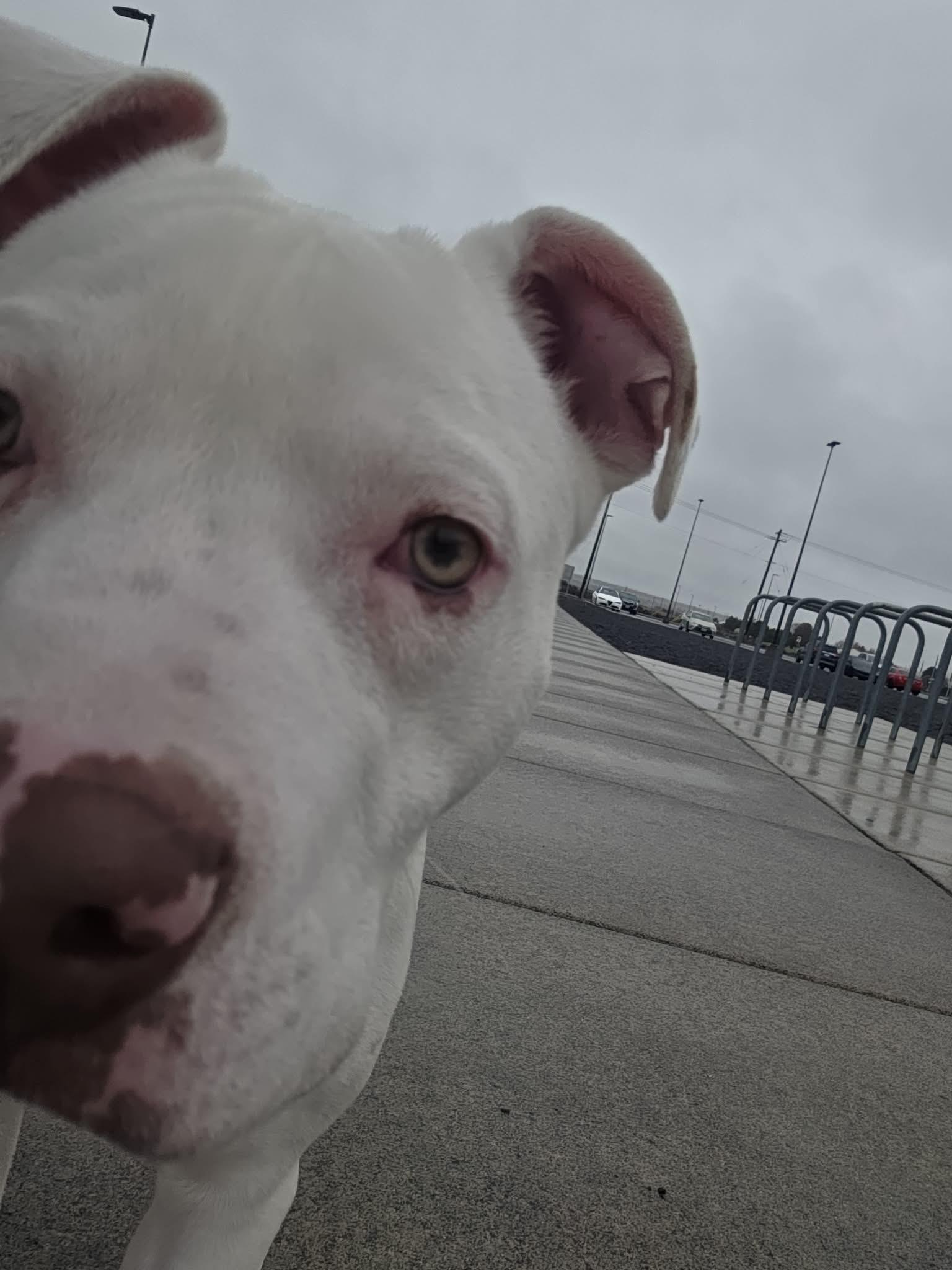 Enlarge Foil: RIDGE  DOG IN TRAINING @ LOCAL PRISON, a ADOPTABLE Pit Bull Terrier in Othello, WA image 3/6