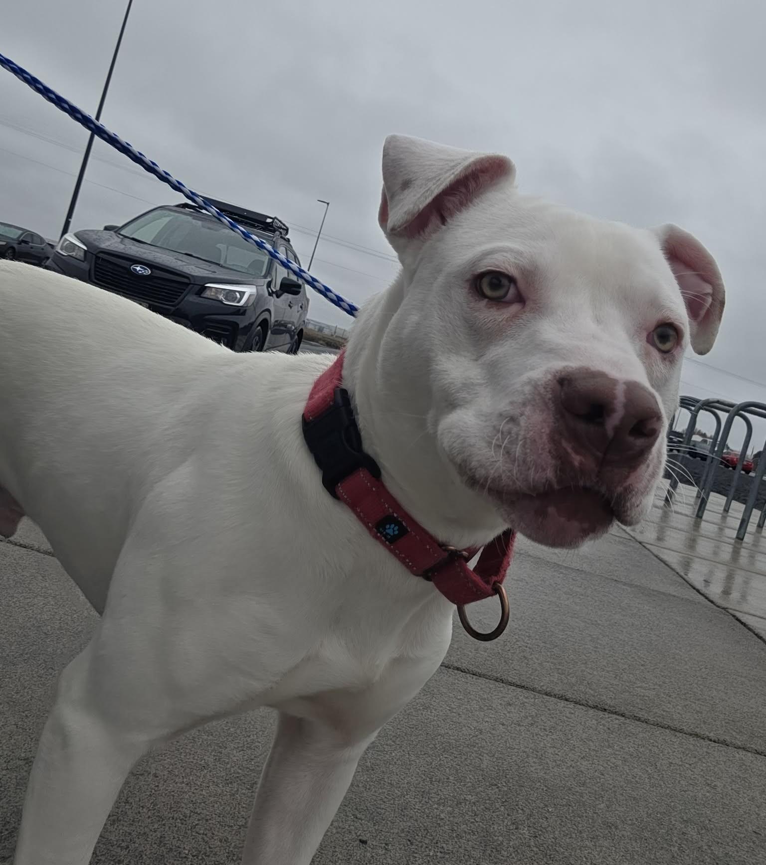 Enlarge Foil: RIDGE  DOG IN TRAINING @ LOCAL PRISON, a ADOPTABLE Pit Bull Terrier in Othello, WA image 6/6