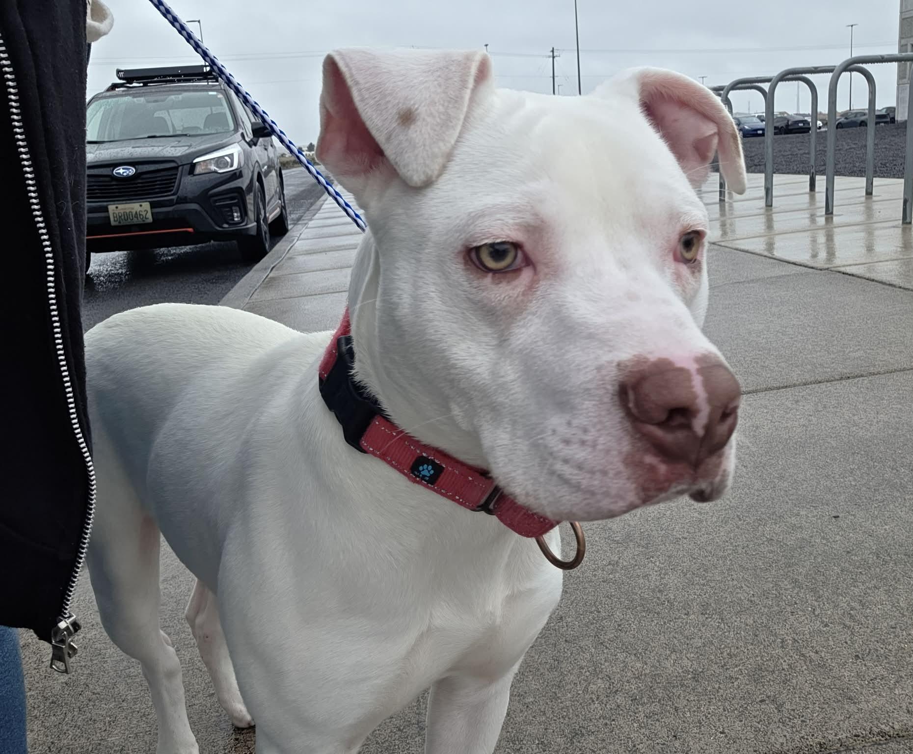Enlarge Foil: RIDGE  DOG IN TRAINING @ LOCAL PRISON, a ADOPTABLE Pit Bull Terrier in Othello, WA image 5/6