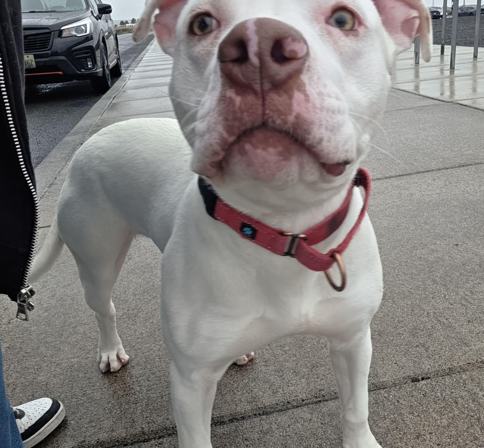 Foil: RIDGE  DOG IN TRAINING @ LOCAL PRISON, ADOPTABLE, Young Male Pit Bull Terrier.