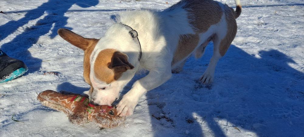 Styles, Adoptable, Young Male Jack Russell Terrier & Cardigan Welsh Corgi.