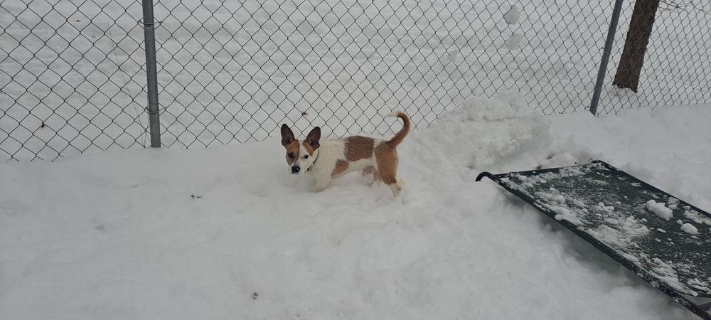 Enlarge Styles, a Adoptable mixed breed in Kalamazoo, MI image 2/4
