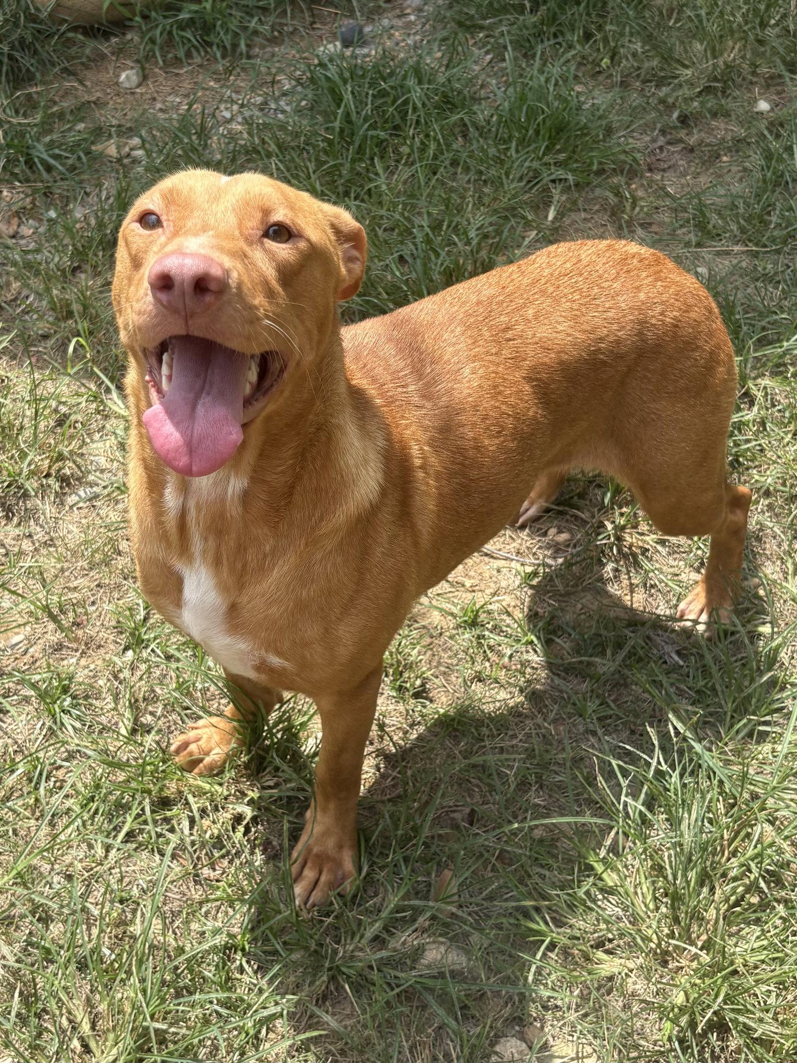 261011  Raven, Adoptable, Adult Female Labrador Retriever & Pit Bull Terrier.
