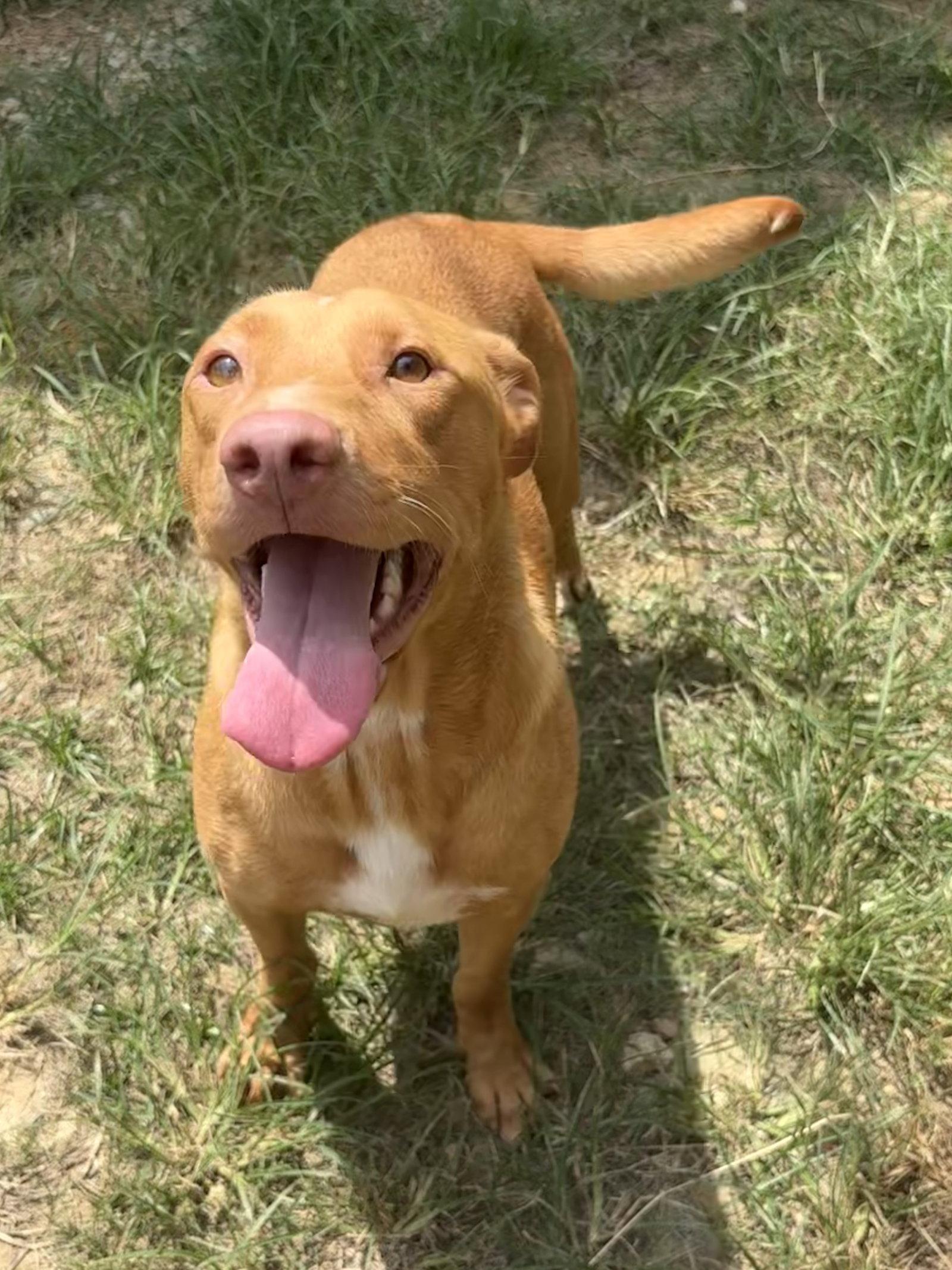 Enlarge 261011  Raven, a Adoptable mixed breed in Wetumpka, AL image 2/3