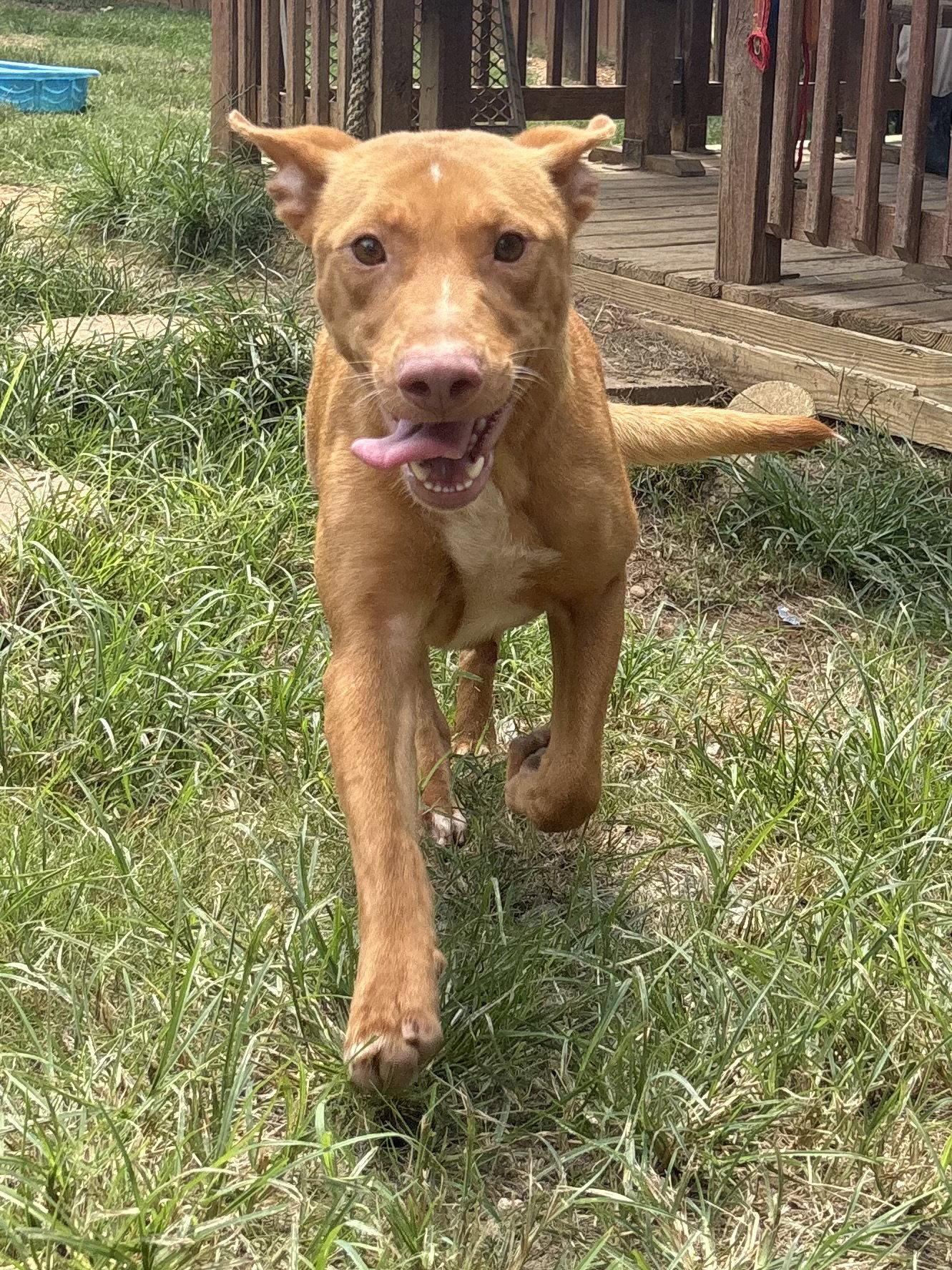 Enlarge 261011  Raven, a Adoptable mixed breed in Wetumpka, AL image 3/3