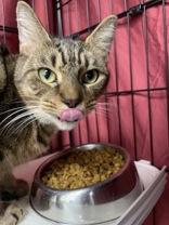 Tabby-tha, Adoptable, Young Female Domestic Short Hair.