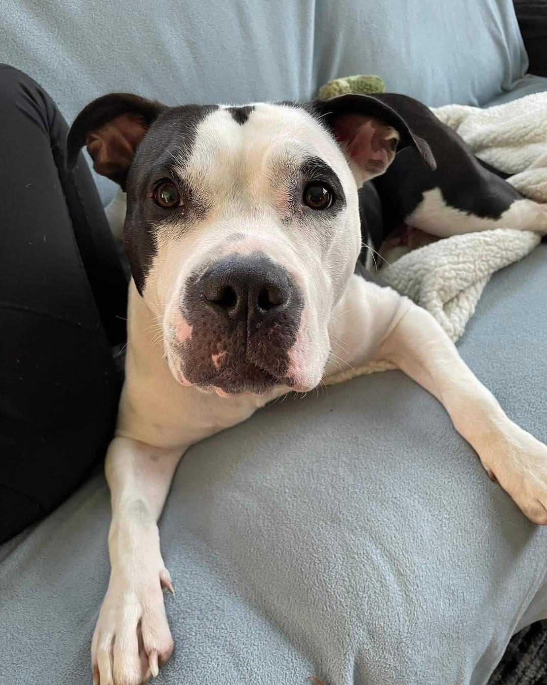 Lola, a Adoptable American Staffordshire Terrier in Waterloo, IA image 1/2