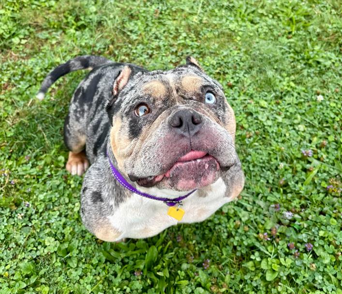 Enlarge Siren, an adopted American Bully in Brunswick, OH image 3/6
