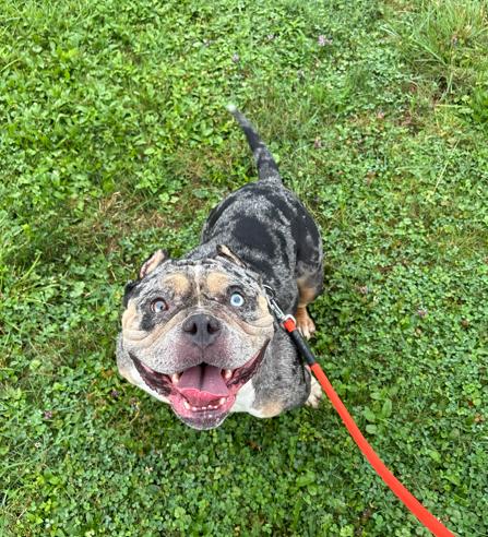 Enlarge Siren, an adopted American Bully in Brunswick, OH image 2/6