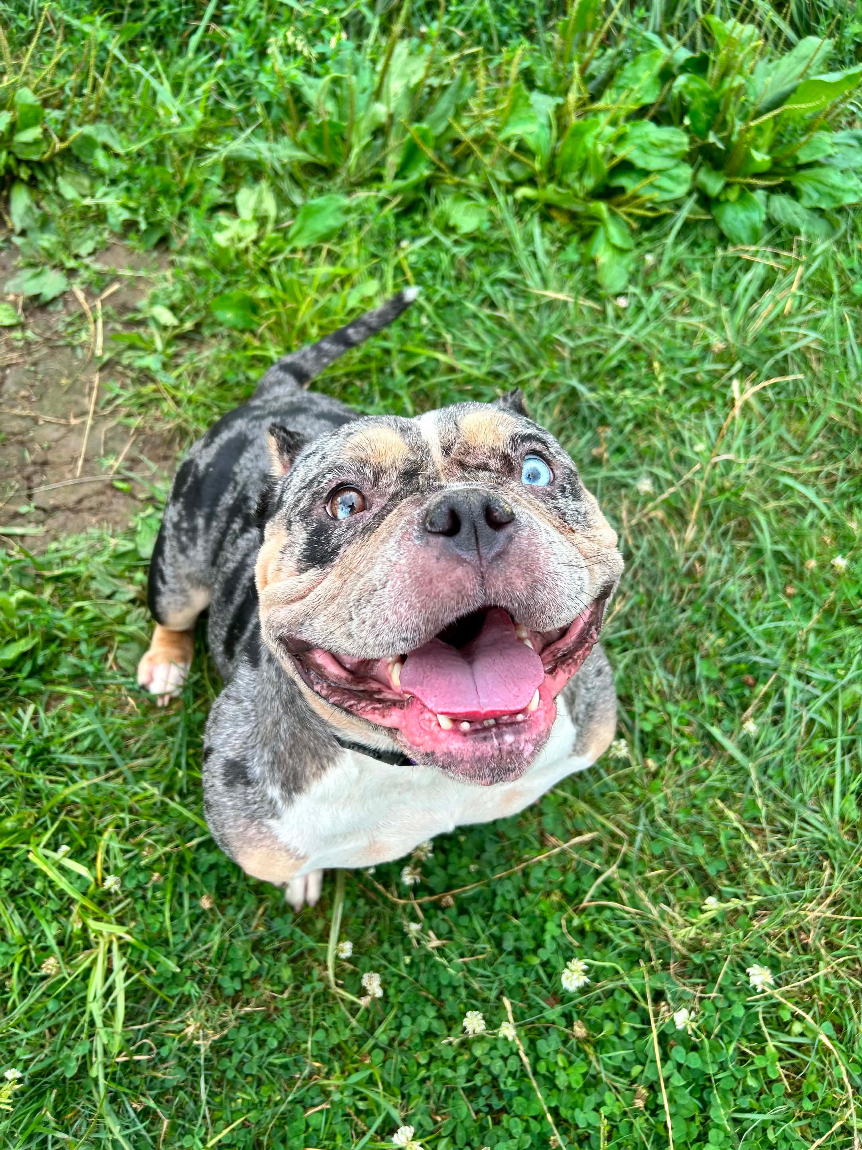 Enlarge Siren, an adopted American Bully in Brunswick, OH image 6/6