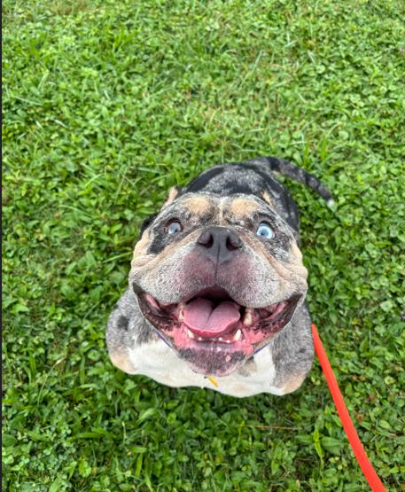 Enlarge Siren, an adopted American Bully in Brunswick, OH image 4/6