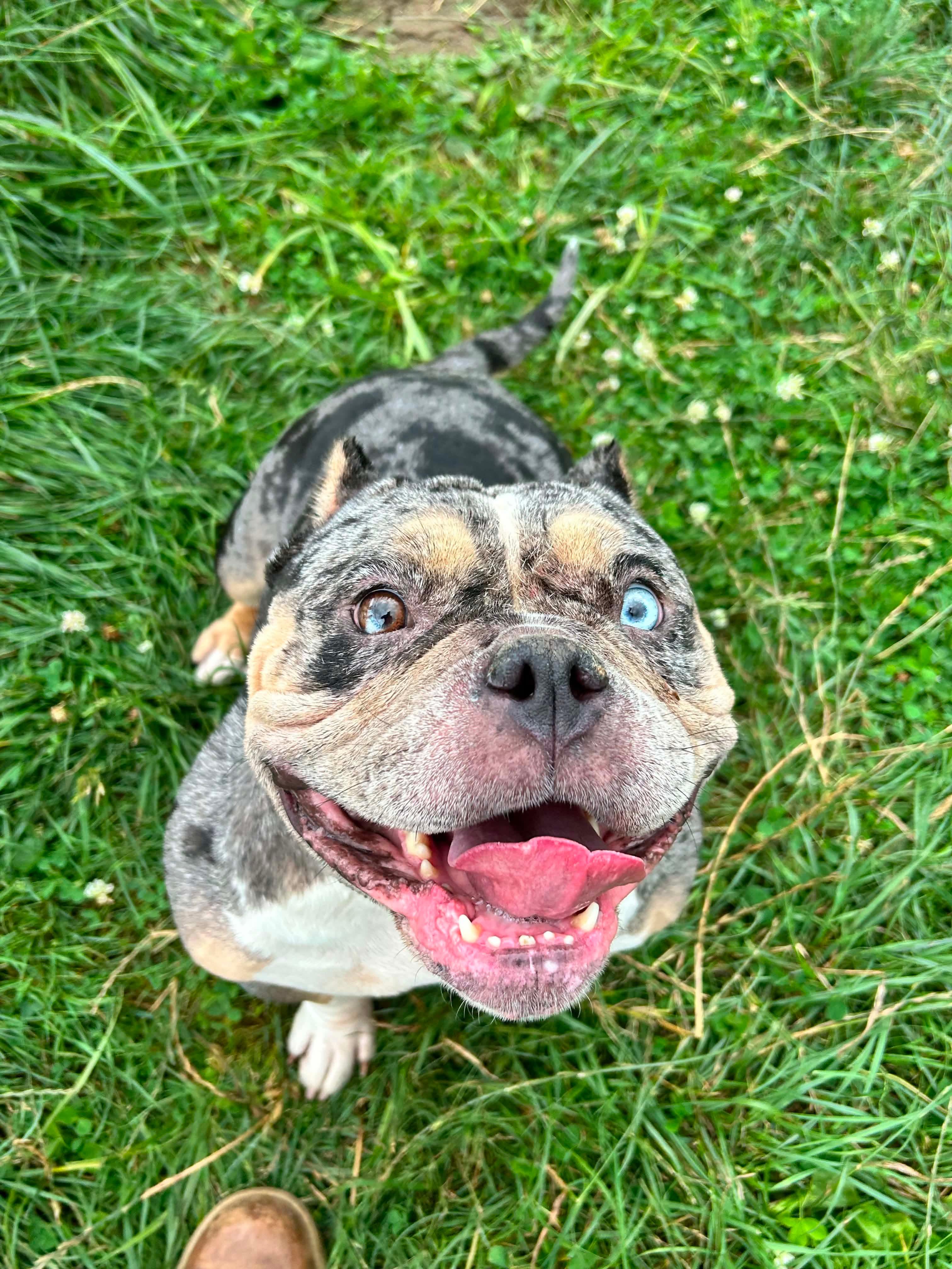 Enlarge Siren, an adopted American Bully in Brunswick, OH image 5/6
