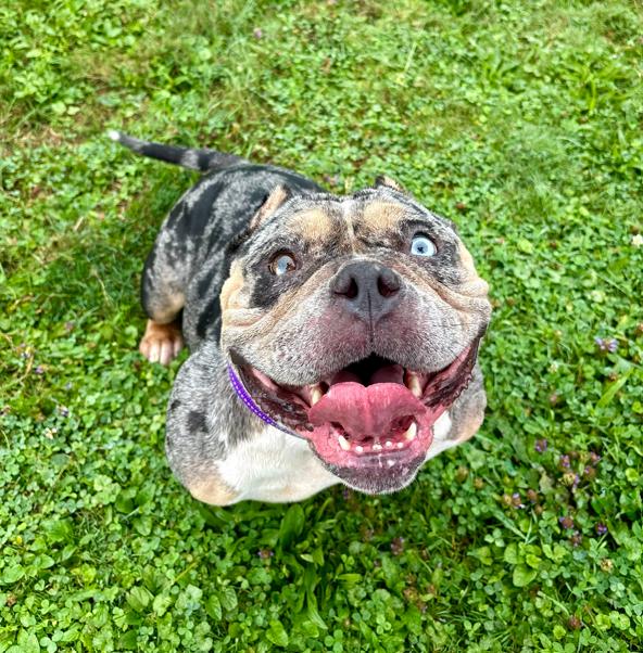 Enlarge Siren, an adopted American Bully in Brunswick, OH image 1/6