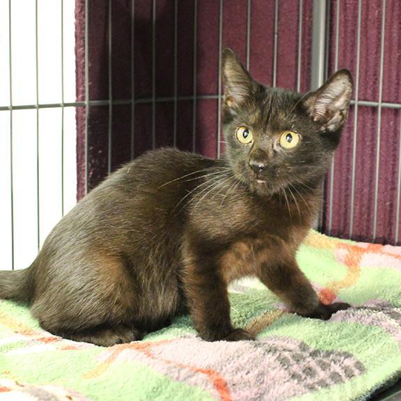 Gus, Adoptable, Kitten Male Domestic Short Hair.
