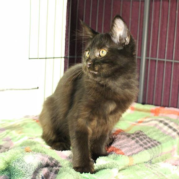 Enlarge Gus, a Adoptable Domestic Short Hair in Overland Park, KS image 2/2