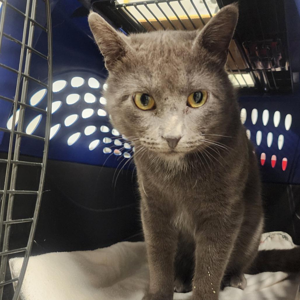 Enlarge Pusheen, a Adoptable Domestic Short Hair in Saint Cloud, MN image 1/6