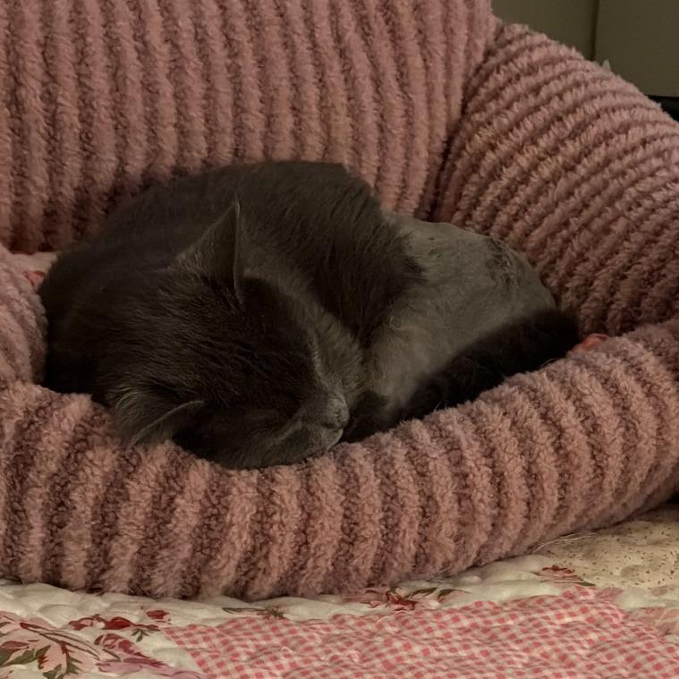 Enlarge Pusheen, a Adoptable Domestic Short Hair in Saint Cloud, MN image 2/6