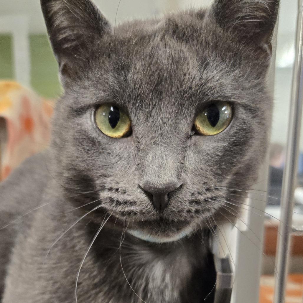 Enlarge Pusheen, a Adoptable Domestic Short Hair in Saint Cloud, MN image 3/6