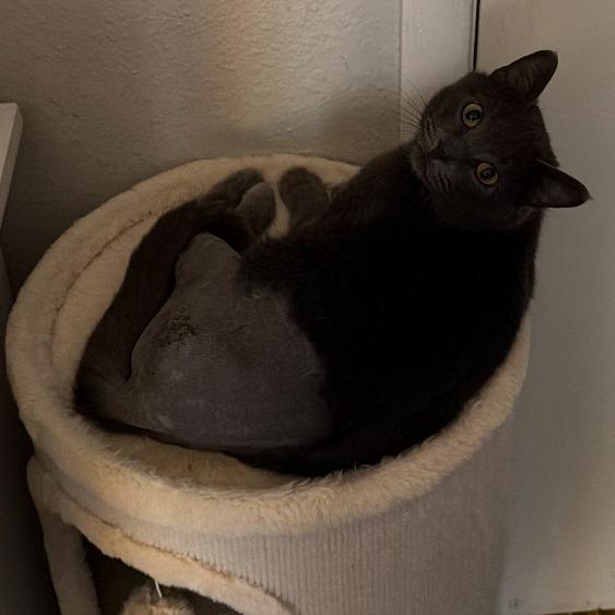 Enlarge Pusheen, a Adoptable Domestic Short Hair in Saint Cloud, MN image 4/6