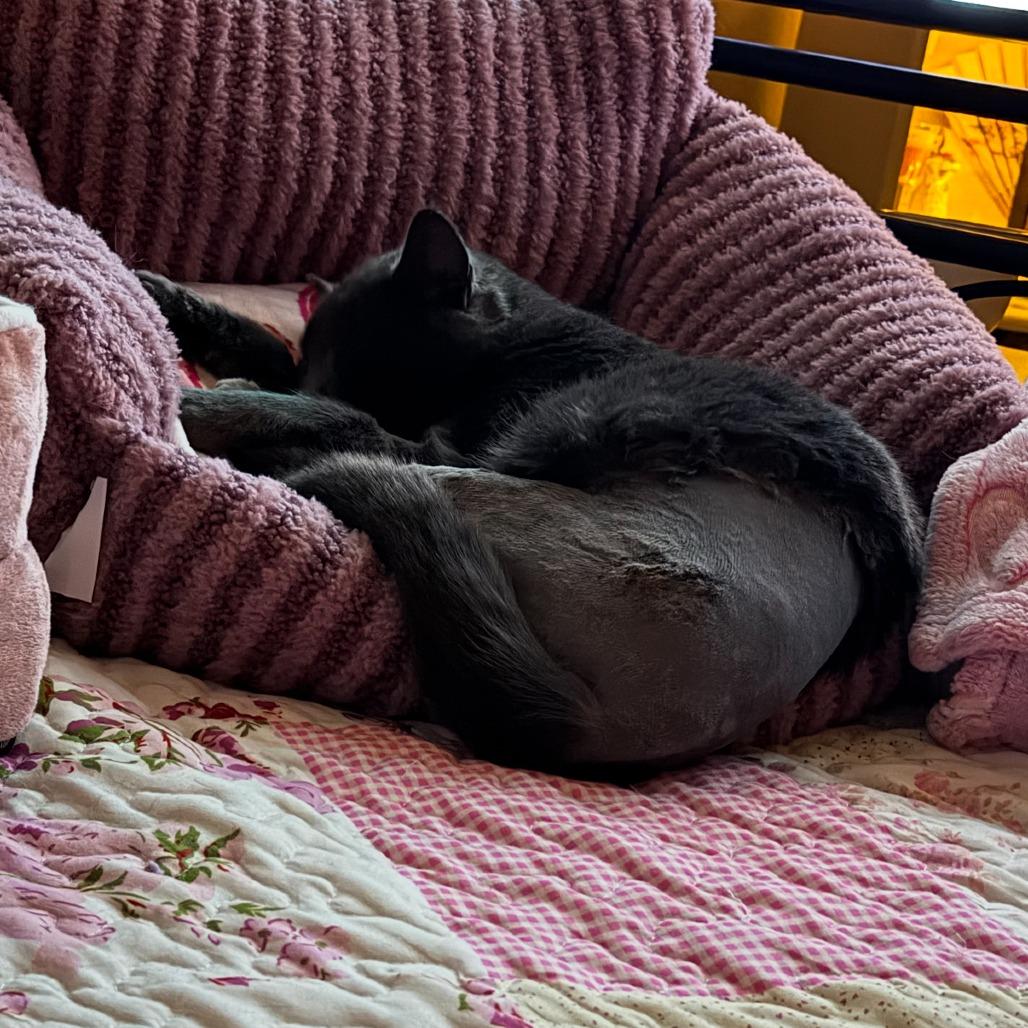 Enlarge Pusheen, a Adoptable Domestic Short Hair in Saint Cloud, MN image 5/6