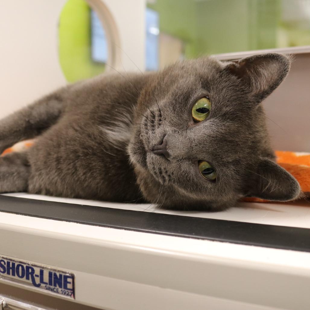 Enlarge Pusheen, a Adoptable Domestic Short Hair in Saint Cloud, MN image 6/6