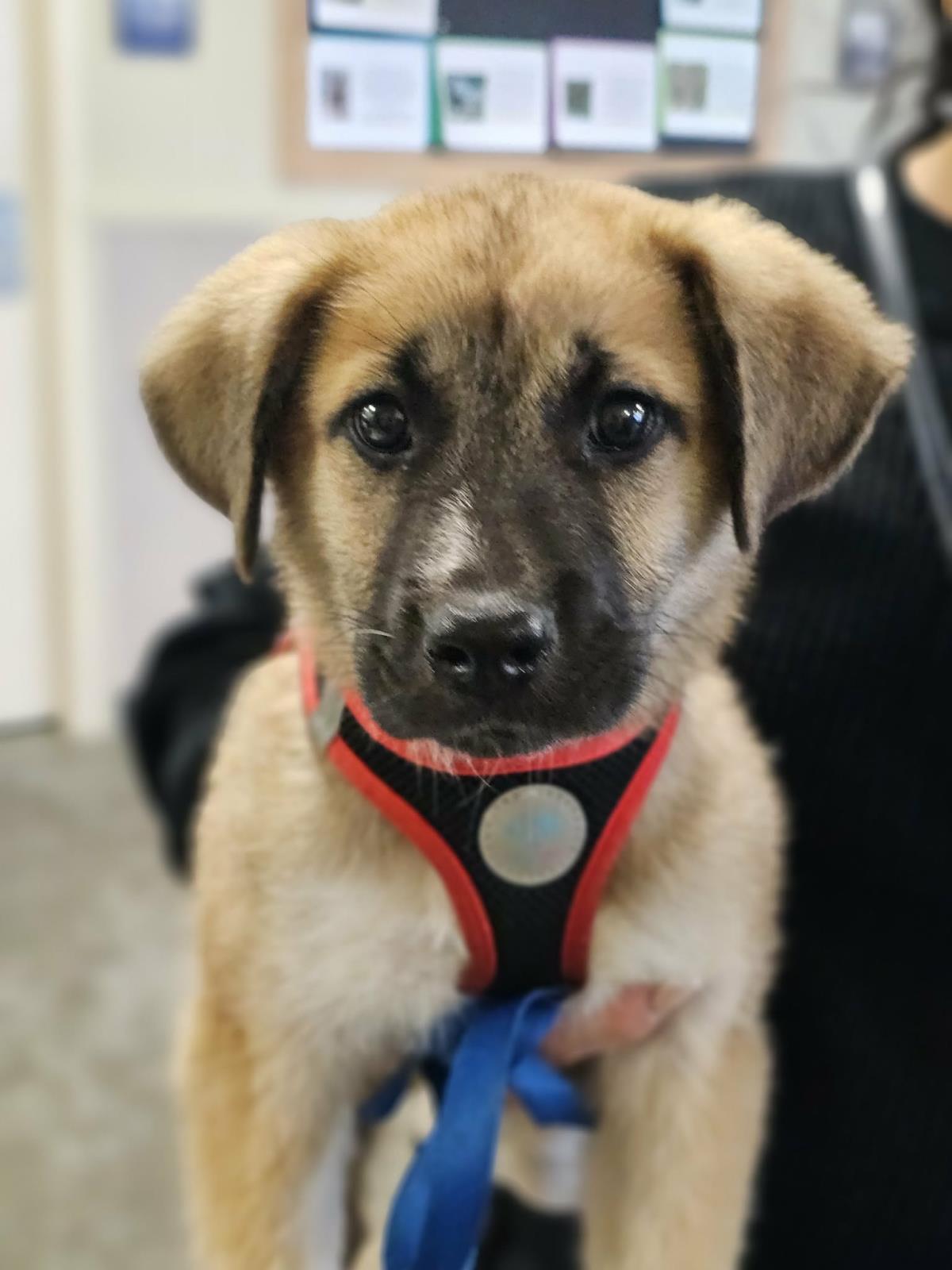 Peanut Butter- In Foster Home