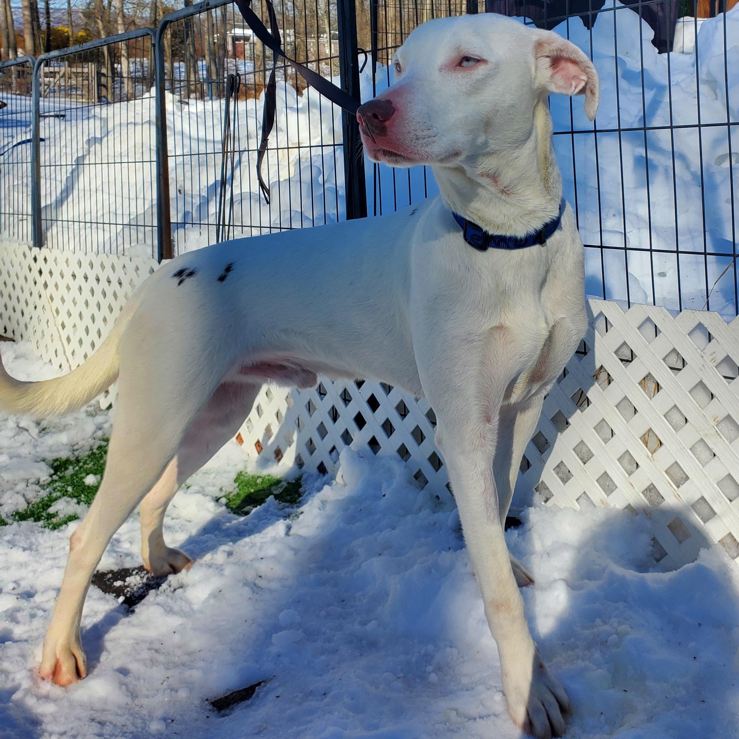 Enlarge Damon, a Adoptable mixed breed in Blairstown, NJ image 1/5