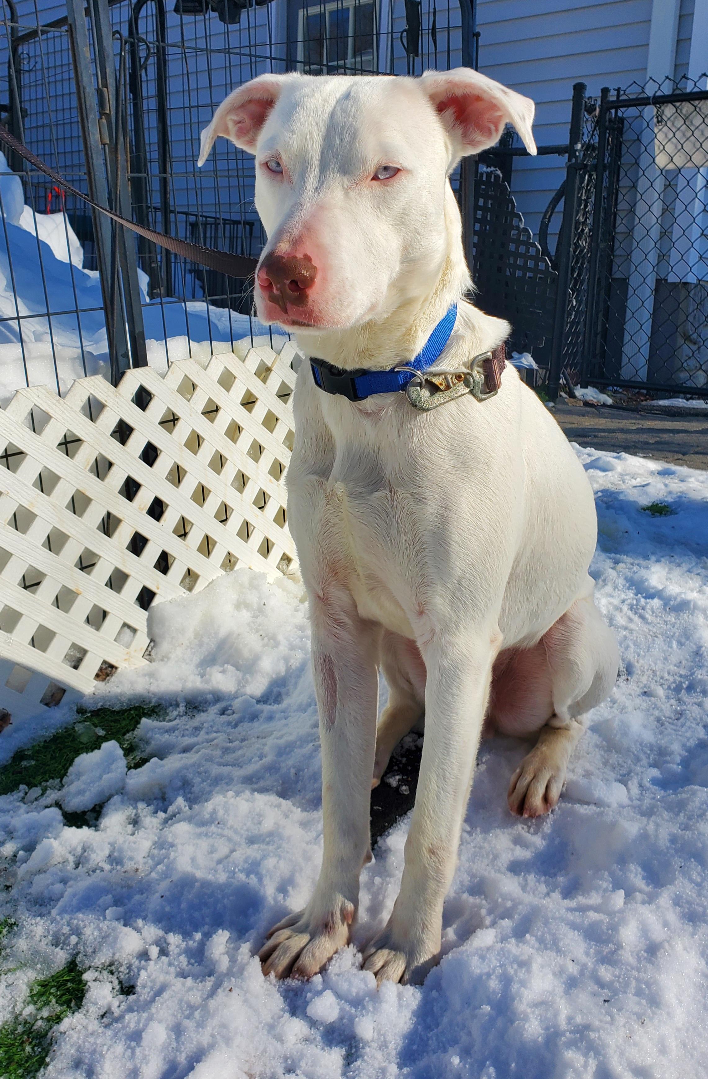 Enlarge Damon, a Adoptable mixed breed in Blairstown, NJ image 3/5